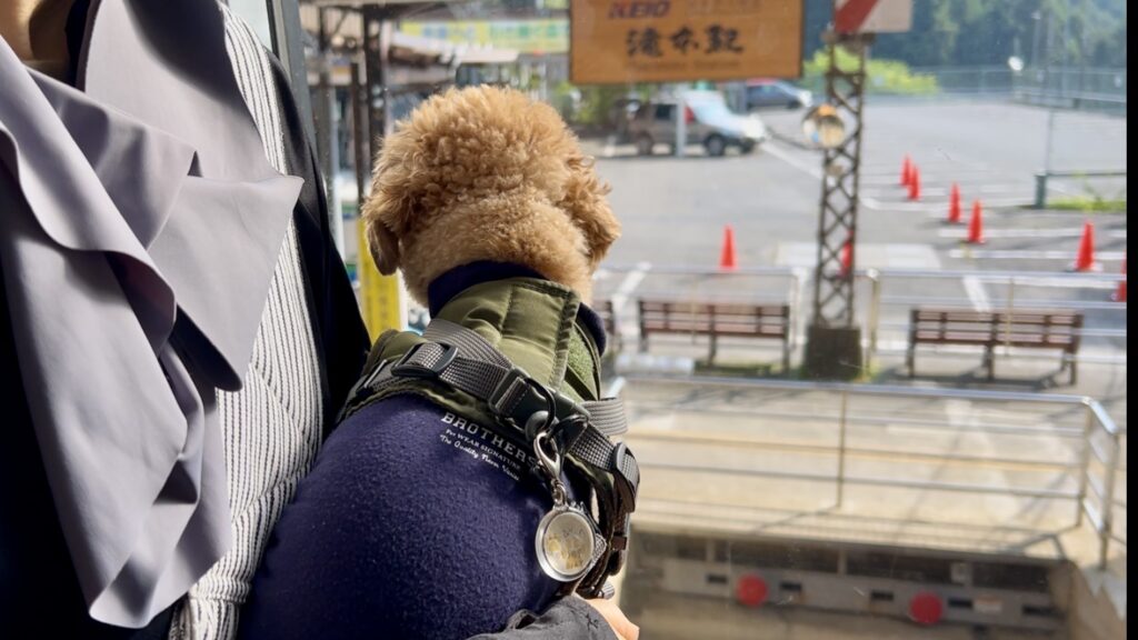 ケーブルカーに乗るトイプードル