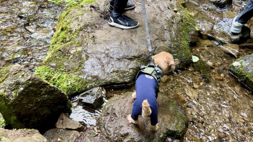 御岳山のロックガーデンと犬