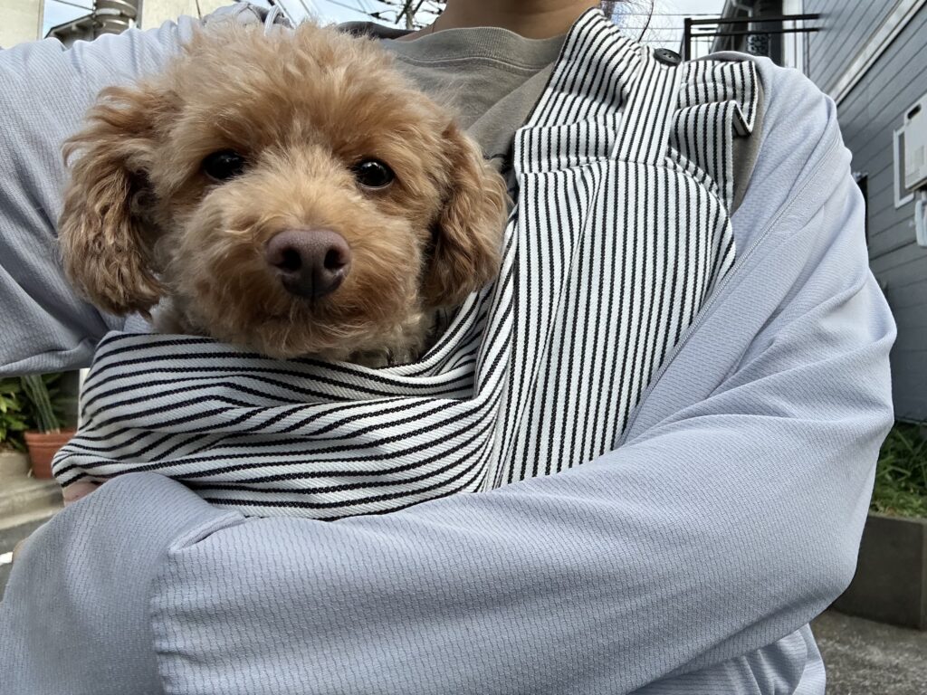 スリングで抱かれる犬