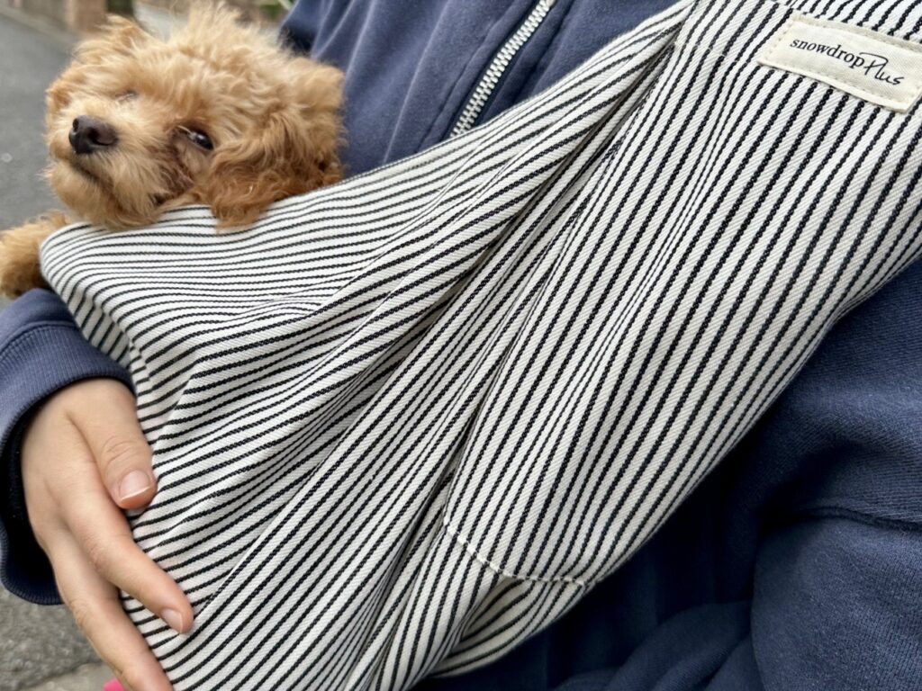 スリングで抱かれるトイプードル