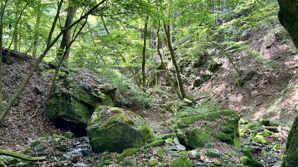 ロックガーデンの風景