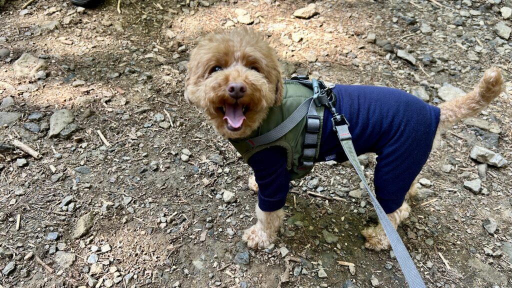登山中のトイプードル