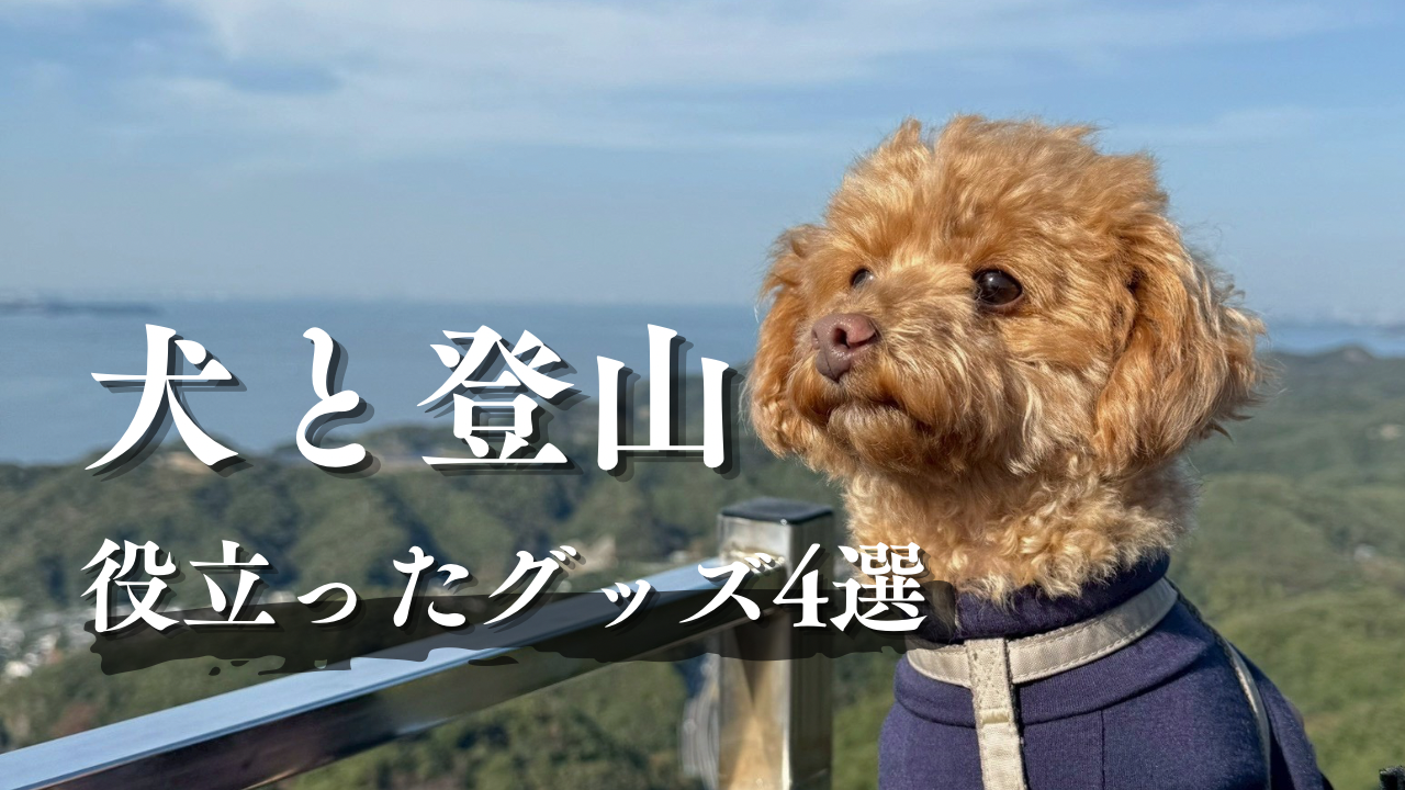 犬と登山に役立ったグッズ4選