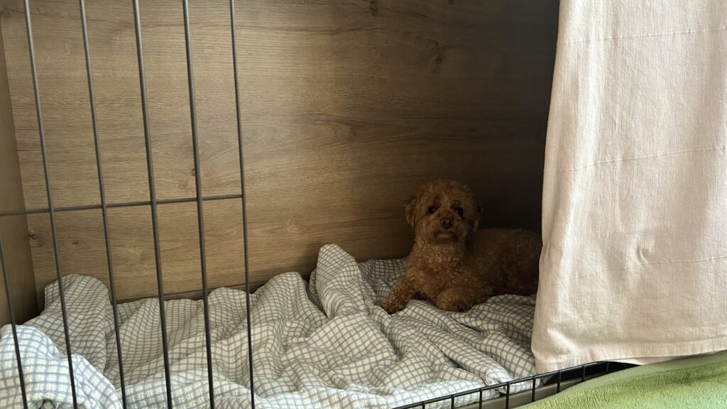 ケージで一休みする愛犬